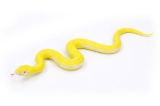 Obrázek z Had gumový měkký 60 cm 